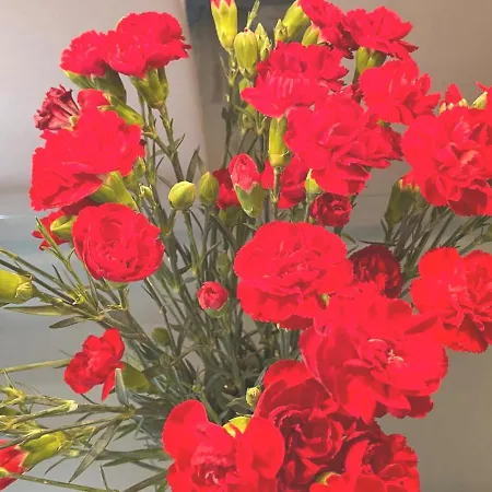 Paulhouseintur מלון דירות